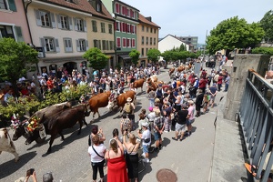 Dimanche_Grand cortège Grue'Zik 2025